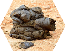 Cow Dung