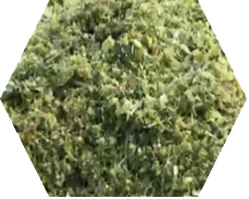Napier Grass